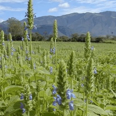 欧鼠尾草提取物